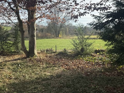 Gepflegter Baumbestand mit angrenzender Wiese nach dem Rückschnitt