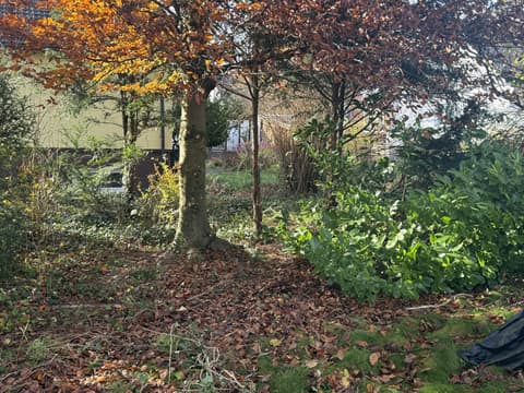 Gepflegter Baumbestand auf einem Grundstück mit herbstlichem Laub